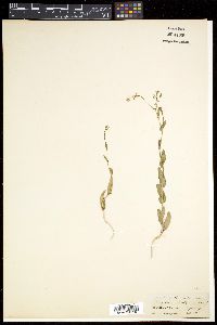 Media resource of Isatis gymnocarpa