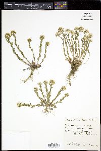 Noccaea fendleri subsp. glauca image