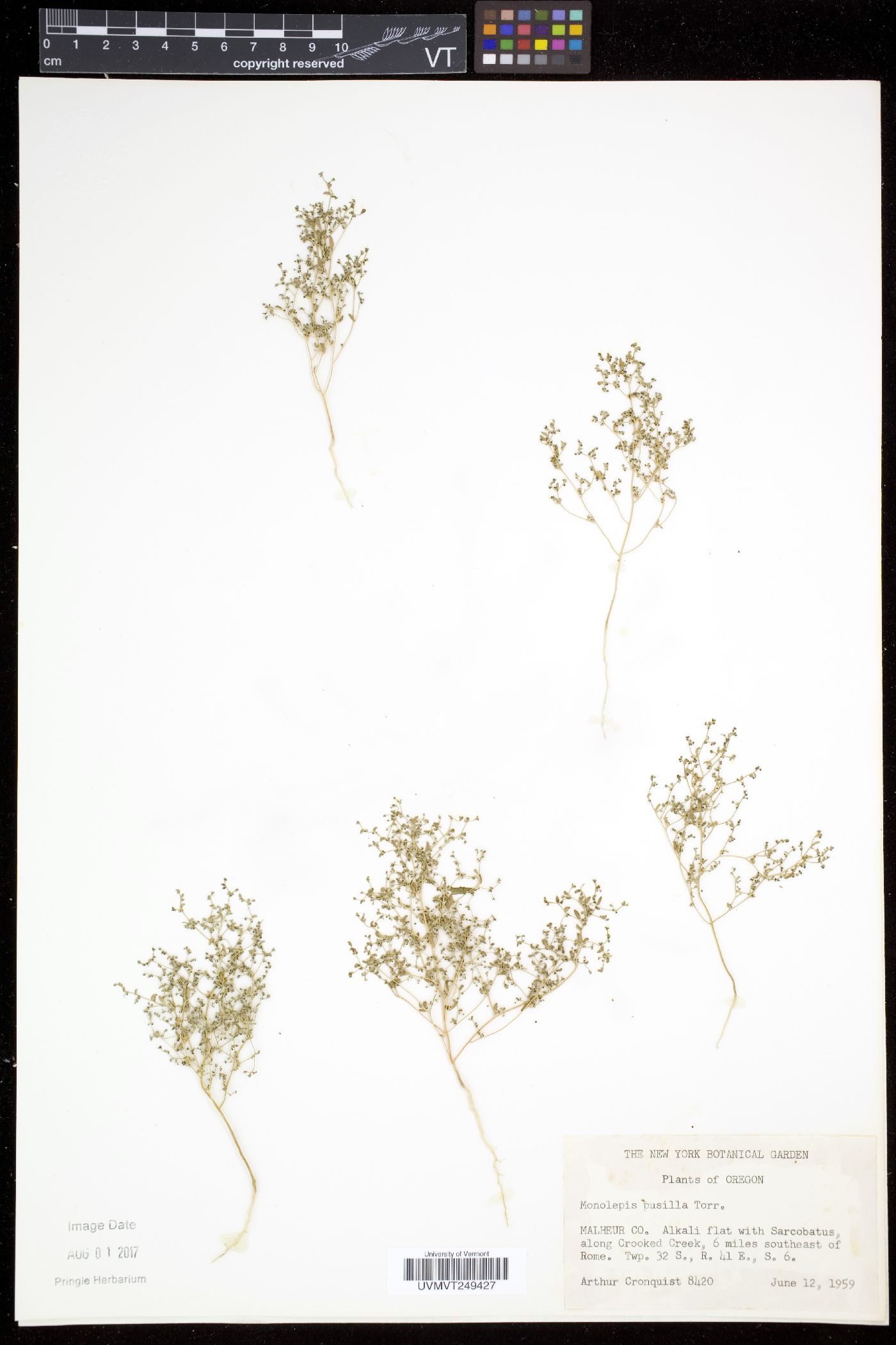 Monolepis image