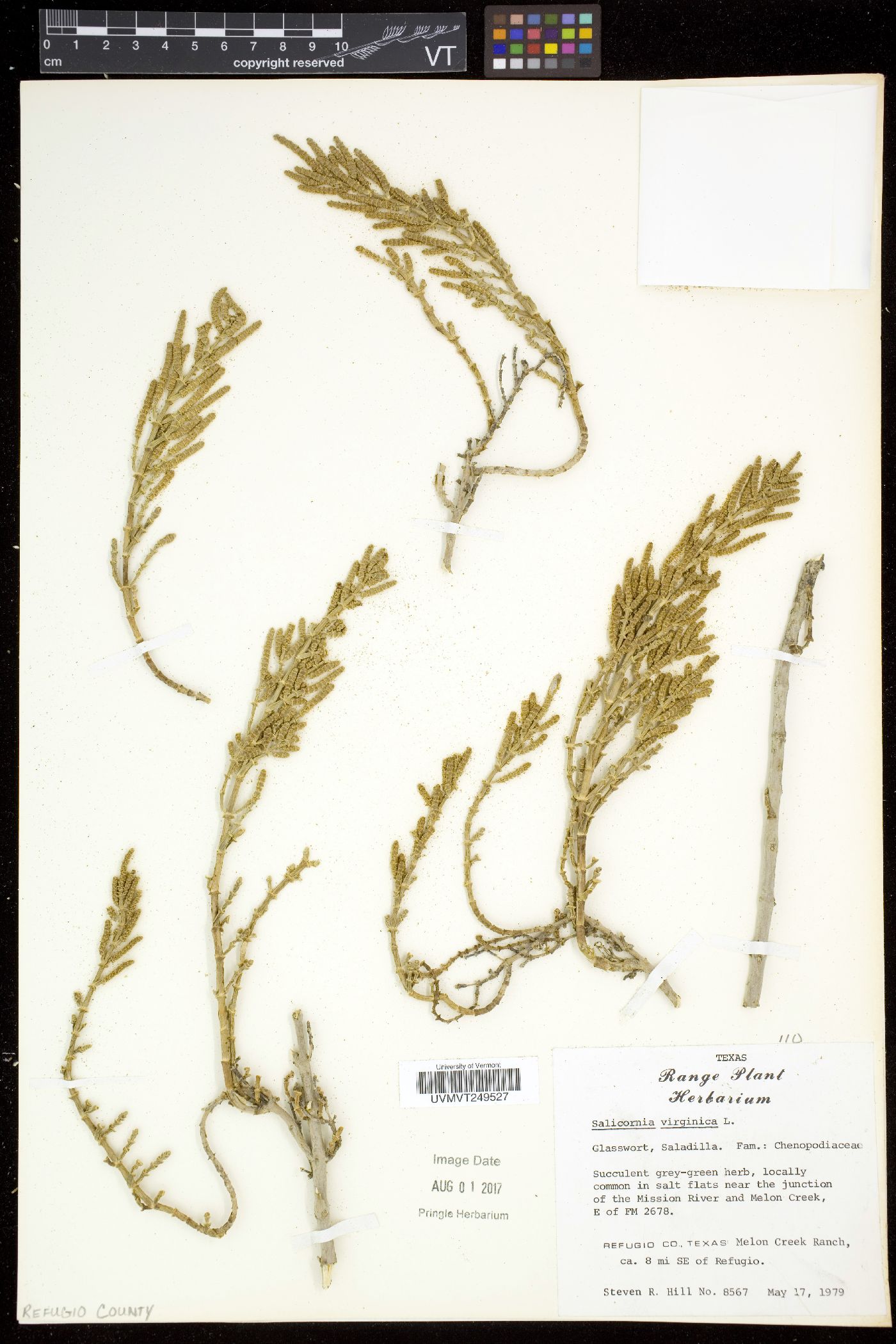 Salicornia virginica image