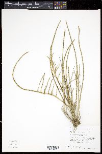 Salicornia perennis image