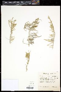Salicornia virginica image