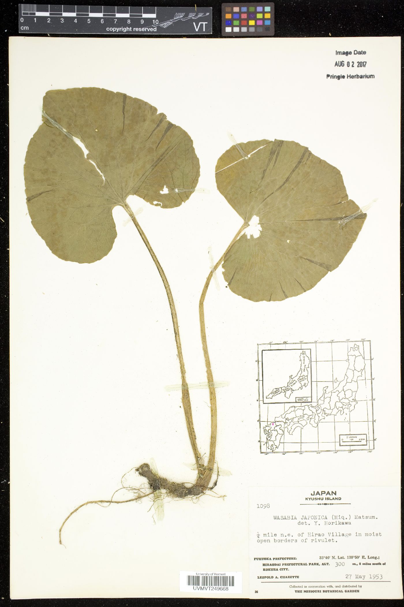 Wasabia japonica image