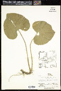 Image Associated With the Occurence