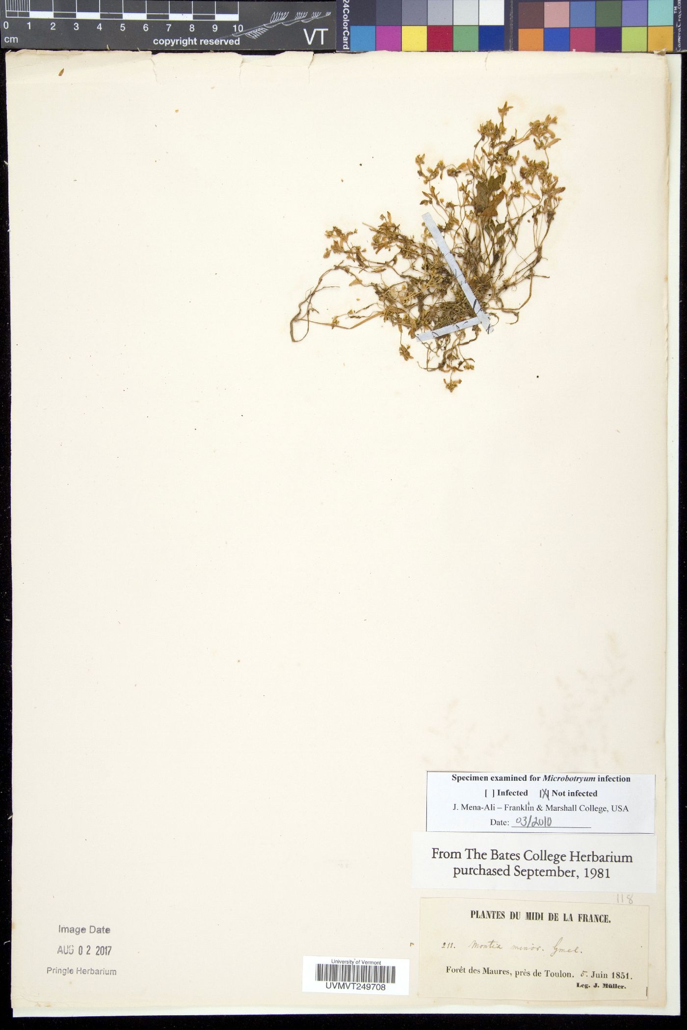 Claytonia fontana image
