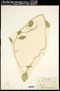 Basella alba image