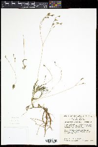 Phemeranthus parviflorus image
