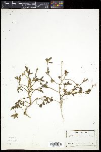 Portulaca umbraticola image
