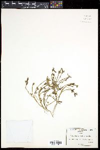 Portulaca umbraticola image