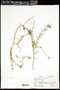 Portulaca grandiflora image