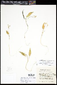 Claytonia caroliniana image