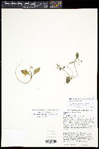 Claytonia caroliniana image