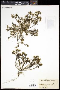Portulaca pilosa image