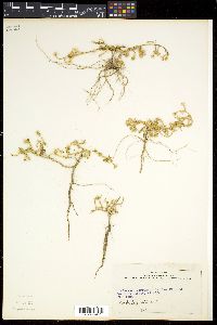 Portulaca pilosa image