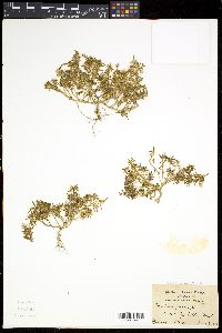 Portulaca pilosa image