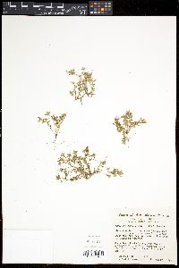 Portulaca halimoides image