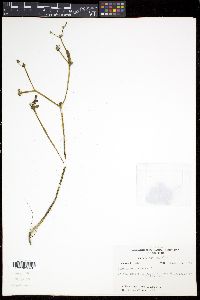 Portulaca oleracea image