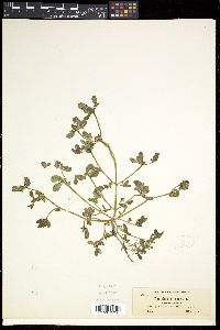 Portulaca oleracea image