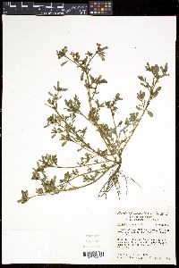 Portulaca oleracea image