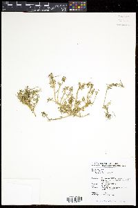 Portulaca pilosa image
