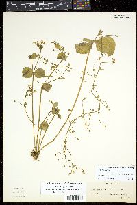 Claytonia sibirica image