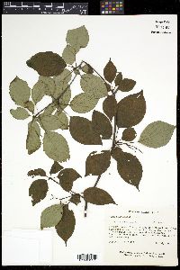 Cornus alternifolia image
