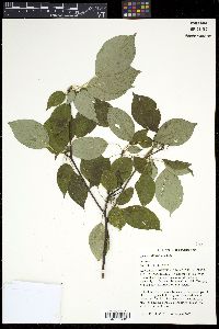 Cornus alternifolia image