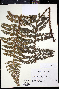 Polystichum paramicola image