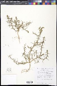 Salsola tragus image