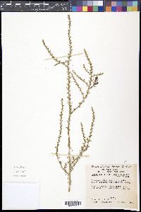 Salsola tragus image