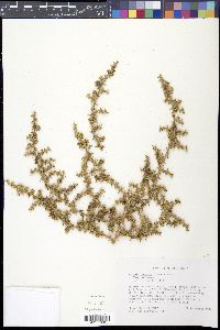 Salsola tragus image