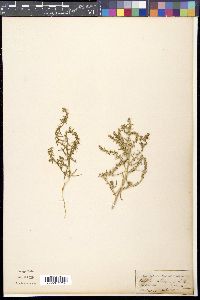 Salsola collina image
