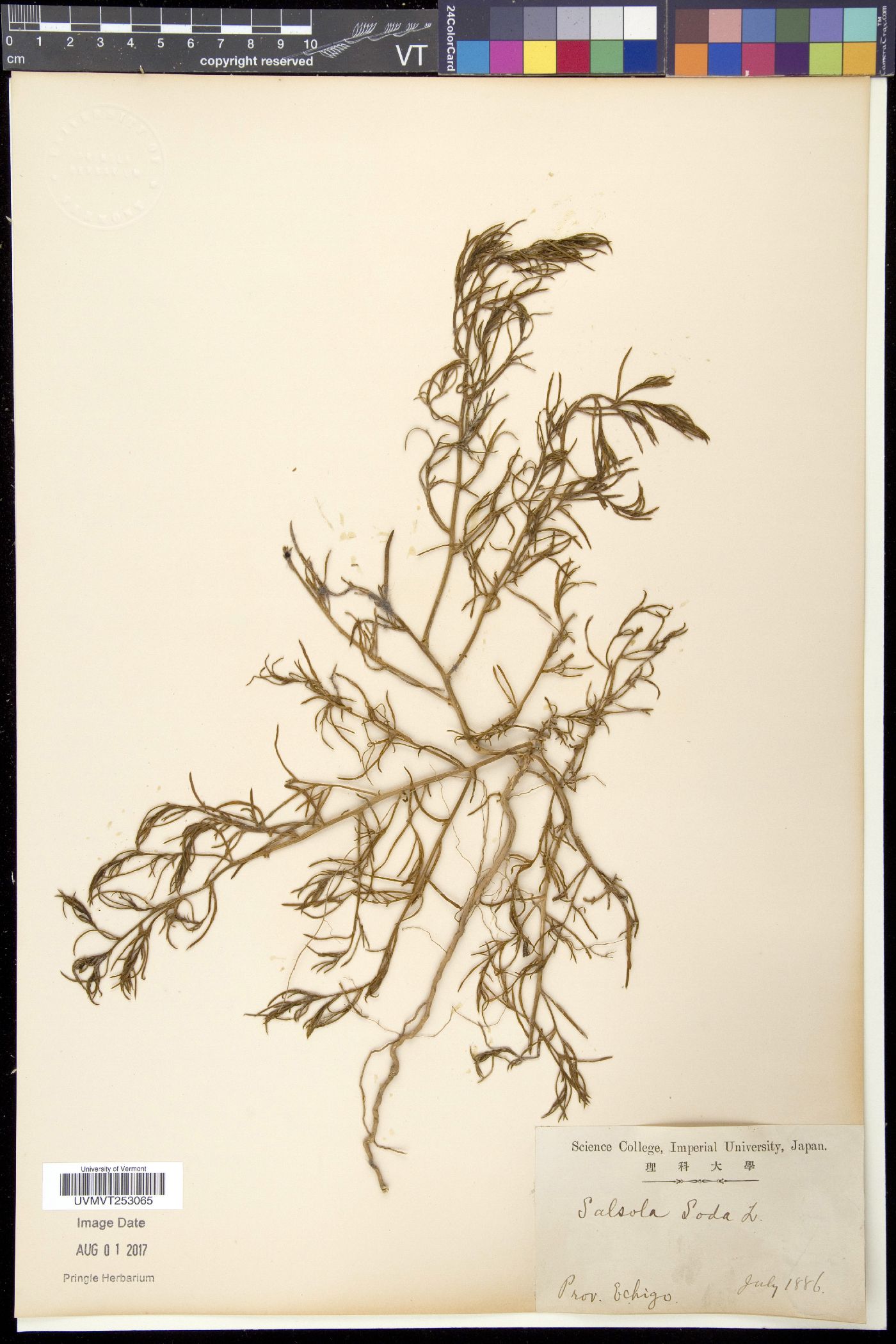 Salsola soda image