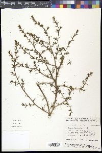 Salsola kali image
