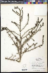Suaeda conferta image