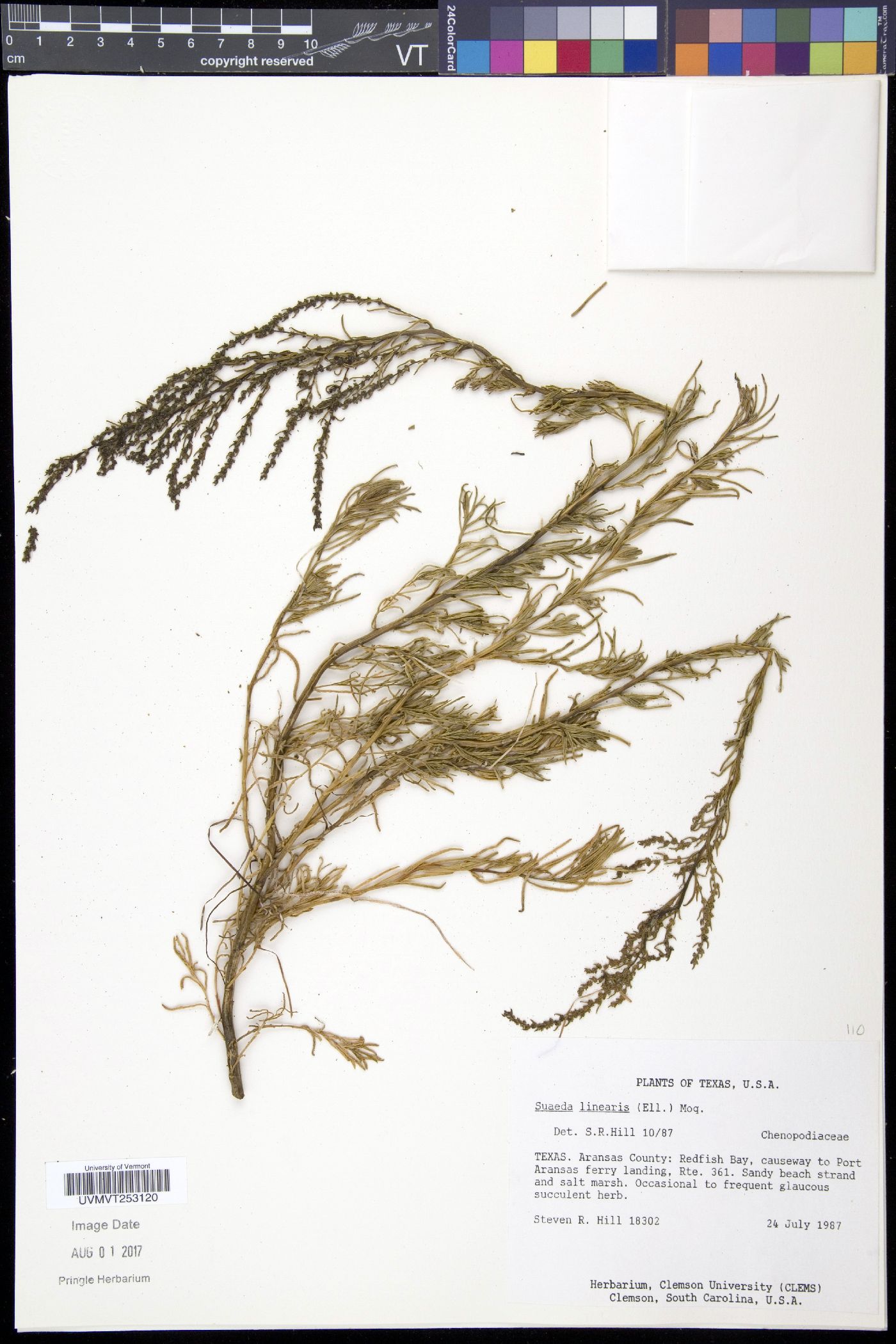 Suaeda linearis image