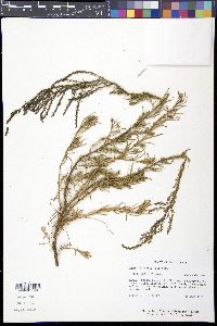 Suaeda linearis image