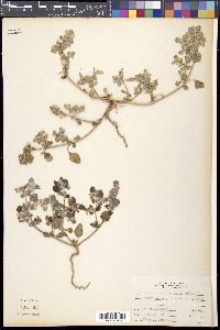 Tidestromia lanuginosa image