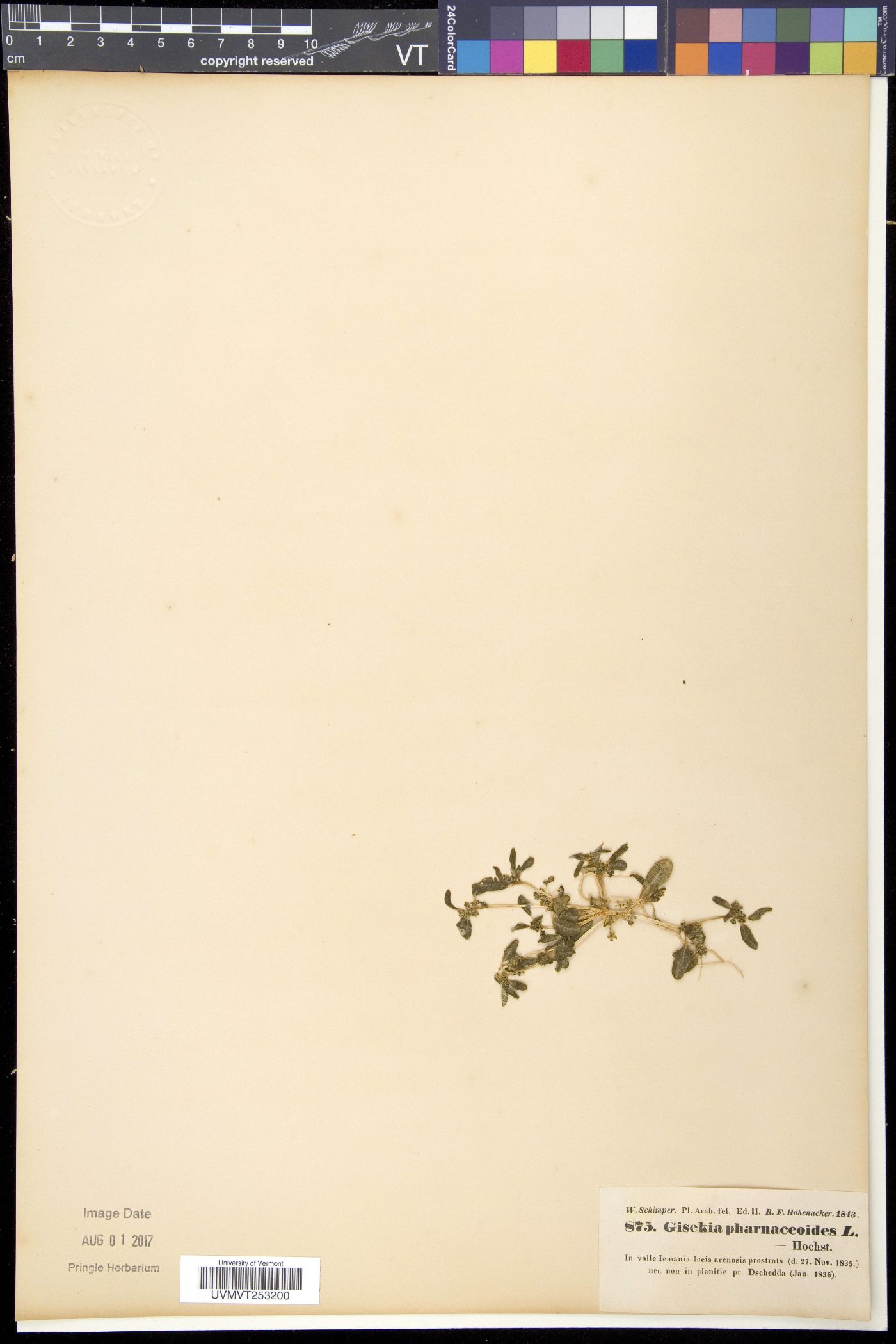 Gisekia pharnaceoides image
