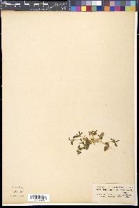 Gisekia pharnaceoides image