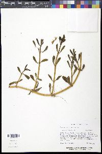 Sesuvium portulacastrum image