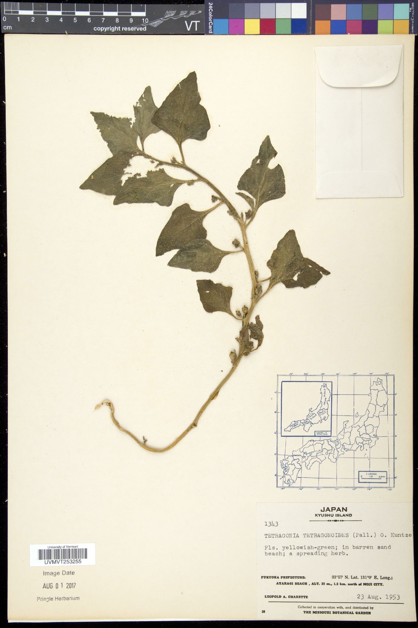 Tetragonia tetragonoides image