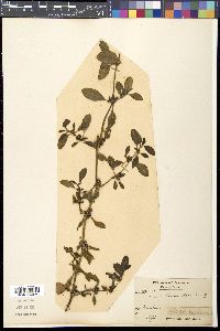 Zaleya decandra image