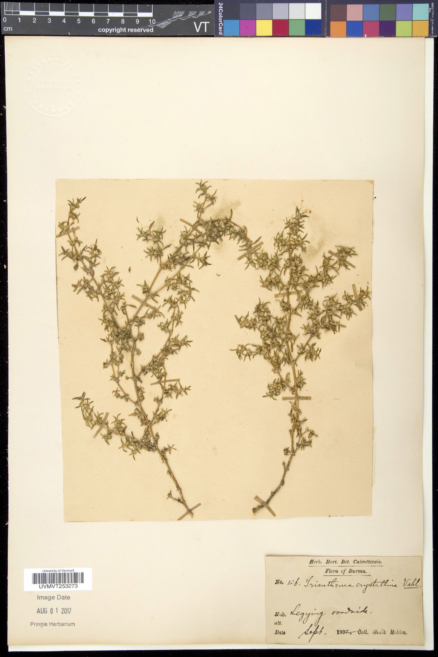 Trianthema crystallina image