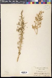 Sarcobatus vermiculatus image