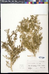 Sarcobatus vermiculatus image