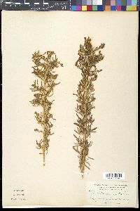 Sarcobatus vermiculatus image