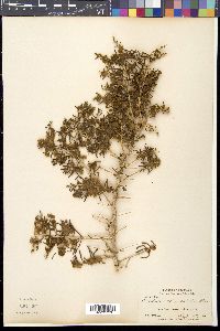 Sarcobatus vermiculatus image