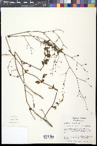 Boerhavia coccinea image