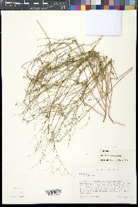 Boerhavia spicata image